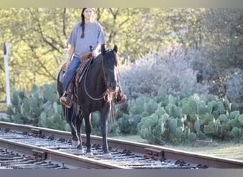 American Quarter Horse, Ruin, 12 Jaar, Zwart