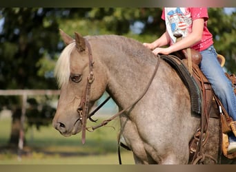 American Quarter Horse, Ruin, 13 Jaar, 119 cm, Bruin