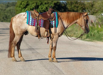 American Quarter Horse, Ruin, 13 Jaar, 137 cm, Roan-Red