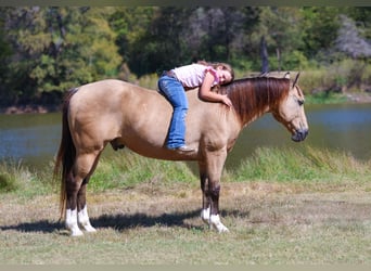 American Quarter Horse, Ruin, 13 Jaar, 140 cm, Buckskin
