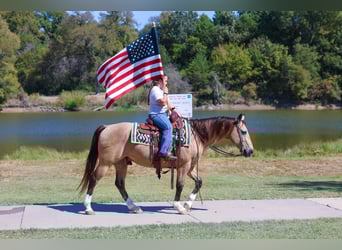 American Quarter Horse, Ruin, 13 Jaar, 140 cm, Buckskin