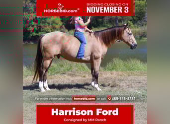 American Quarter Horse, Ruin, 13 Jaar, 140 cm, Buckskin