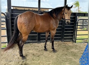 American Quarter Horse, Ruin, 13 Jaar, 142 cm, Buckskin