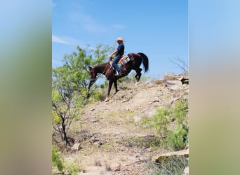 American Quarter Horse, Ruin, 13 Jaar, 142 cm, Donkere-vos