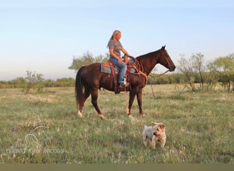 American Quarter Horse, Ruin, 13 Jaar, 142 cm, Donkere-vos