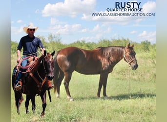 American Quarter Horse, Ruin, 13 Jaar, 142 cm, Donkere-vos