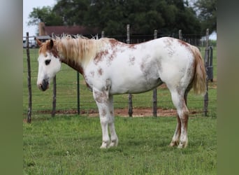 American Quarter Horse, Ruin, 13 Jaar, 142 cm, Overo-alle-kleuren