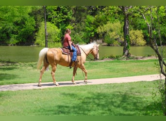 American Quarter Horse, Ruin, 13 Jaar, 142 cm, Palomino