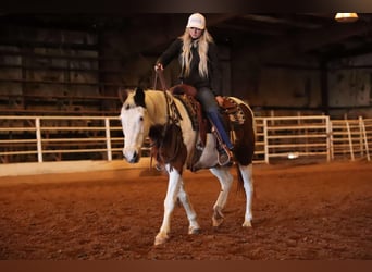 American Quarter Horse, Ruin, 13 Jaar, 142 cm, Tobiano-alle-kleuren