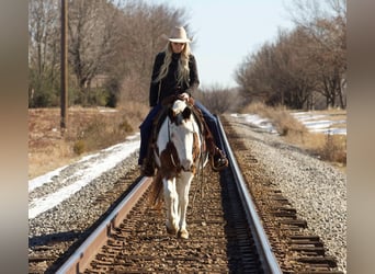 American Quarter Horse, Ruin, 13 Jaar, 142 cm, Tobiano-alle-kleuren