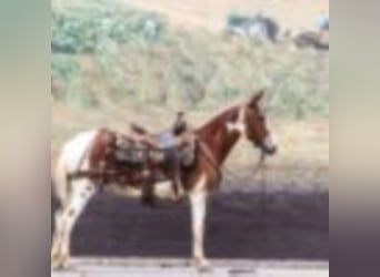 American Quarter Horse, Ruin, 13 Jaar, 145 cm, Donkere-vos