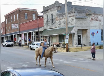 American Quarter Horse, Ruin, 13 Jaar, 145 cm, Palomino