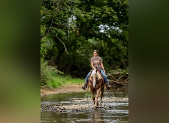 American Quarter Horse, Ruin, 13 Jaar, 145 cm, Palomino