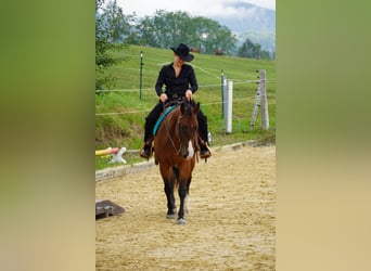 American Quarter Horse, Ruin, 13 Jaar, 147 cm, Bruin
