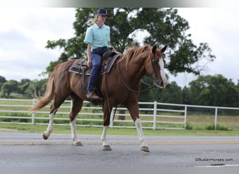 American Quarter Horse, Ruin, 13 Jaar, 147 cm, Donkere-vos