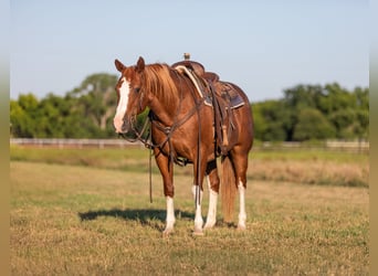 American Quarter Horse, Ruin, 13 Jaar, 147 cm, Donkere-vos