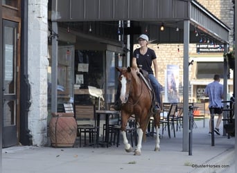 American Quarter Horse, Ruin, 13 Jaar, 147 cm, Donkere-vos