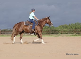 American Quarter Horse, Ruin, 13 Jaar, 147 cm, Donkere-vos