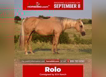 American Quarter Horse, Ruin, 13 Jaar, 147 cm, Palomino