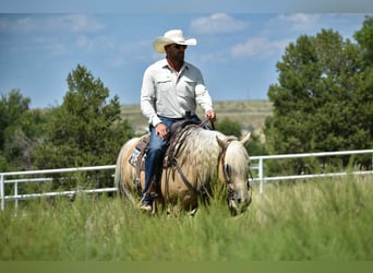 American Quarter Horse, Ruin, 13 Jaar, 147 cm, Palomino