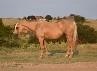 American Quarter Horse, Ruin, 13 Jaar, 147 cm, Palomino