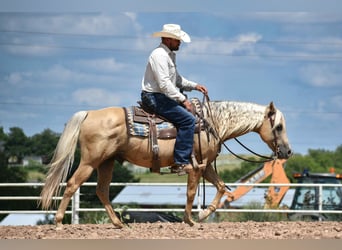 American Quarter Horse, Ruin, 13 Jaar, 147 cm, Palomino