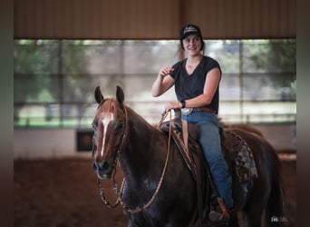 American Quarter Horse, Ruin, 13 Jaar, 147 cm, Roan-Red