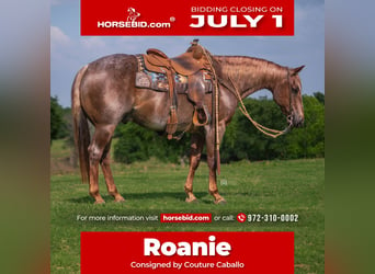 American Quarter Horse, Ruin, 13 Jaar, 147 cm, Roan-Red