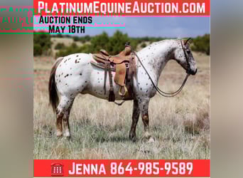 American Quarter Horse, Ruin, 13 Jaar, 147 cm, Roan-Red