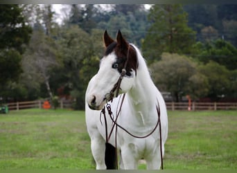 American Quarter Horse, Ruin, 13 Jaar, 147 cm, Tobiano-alle-kleuren