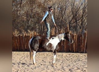 American Quarter Horse, Ruin, 13 Jaar, 147 cm, Tobiano-alle-kleuren