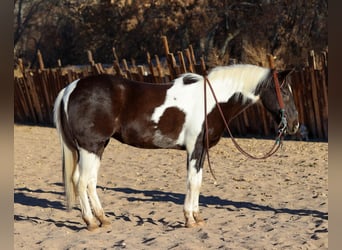 American Quarter Horse, Ruin, 13 Jaar, 147 cm, Tobiano-alle-kleuren