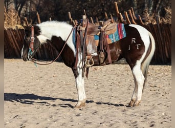 American Quarter Horse, Ruin, 13 Jaar, 147 cm, Tobiano-alle-kleuren