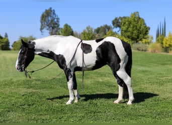 American Quarter Horse, Ruin, 13 Jaar, 147 cm, Tobiano-alle-kleuren