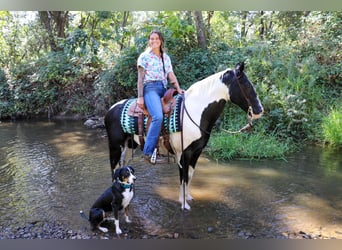 American Quarter Horse, Ruin, 13 Jaar, 147 cm, Tobiano-alle-kleuren