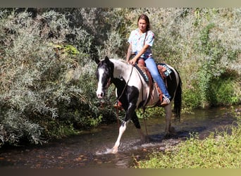 American Quarter Horse, Ruin, 13 Jaar, 147 cm, Tobiano-alle-kleuren