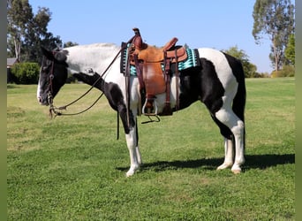 American Quarter Horse, Ruin, 13 Jaar, 147 cm, Tobiano-alle-kleuren