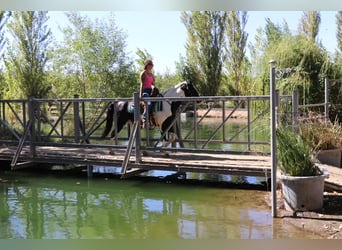 American Quarter Horse, Ruin, 13 Jaar, 147 cm, Tobiano-alle-kleuren