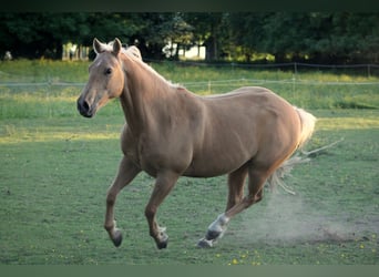 American Quarter Horse, Ruin, 13 Jaar, 148 cm, Palomino