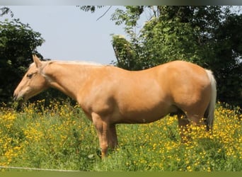 American Quarter Horse, Ruin, 13 Jaar, 148 cm, Palomino