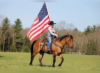 American Quarter Horse, Ruin, 13 Jaar, 150 cm, Falbe