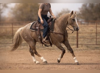 American Quarter Horse, Ruin, 13 Jaar, 150 cm, Palomino