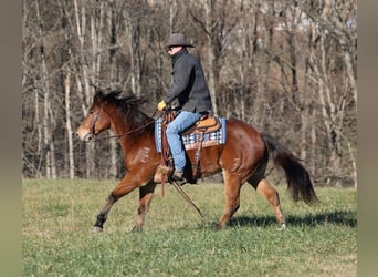 American Quarter Horse, Ruin, 13 Jaar, 150 cm, Roan-Bay