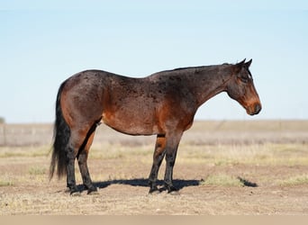 American Quarter Horse, Ruin, 13 Jaar, 150 cm, Roan-Bay