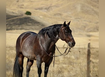 American Quarter Horse, Ruin, 13 Jaar, 150 cm, Roan-Bay