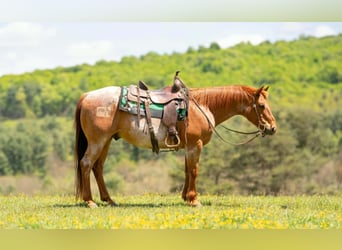 American Quarter Horse, Ruin, 13 Jaar, 150 cm, Roan-Red