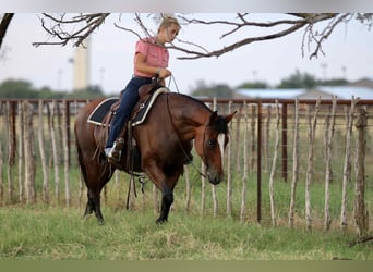 American Quarter Horse, Ruin, 13 Jaar, 150 cm, Roodbruin