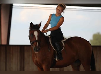 American Quarter Horse, Ruin, 13 Jaar, 150 cm, Roodbruin
