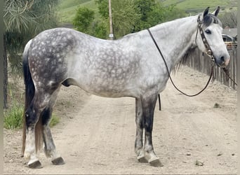 American Quarter Horse, Ruin, 13 Jaar, 150 cm, Schimmel