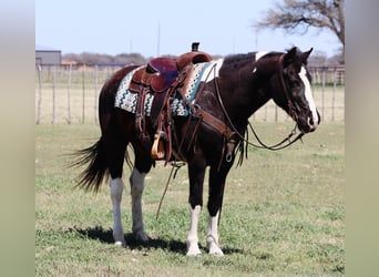 American Quarter Horse, Ruin, 13 Jaar, 150 cm, Tobiano-alle-kleuren